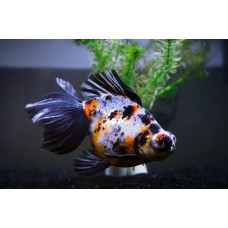 Телескоп ситцевый импорт (Carassius auratus) - 4см